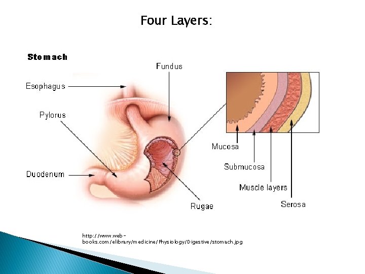 Four Layers: http: //www. webbooks. com/elibrary/medicine/Physiology/Digestive/stomach. jpg 
