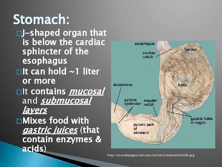 Stomach: � J-shaped organ that is below the cardiac sphincter of the esophagus �