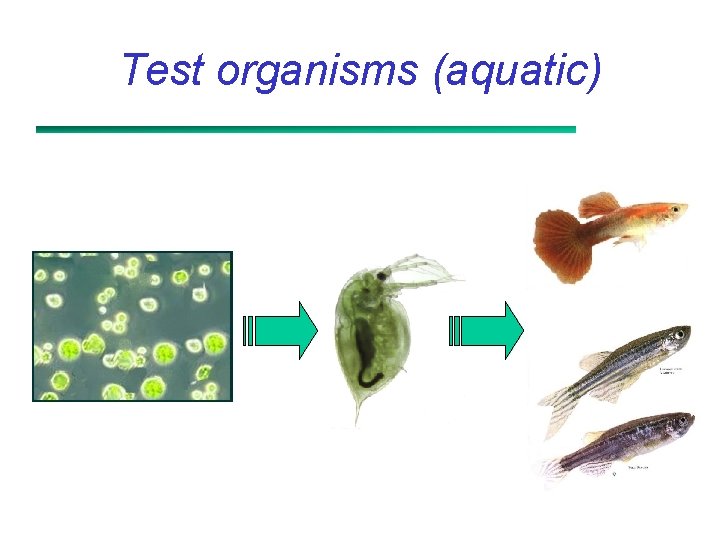 Test organisms (aquatic) 