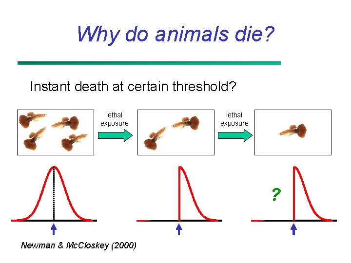 Why do animals die? Instant death at certain threshold? lethal exposure ? ? Newman