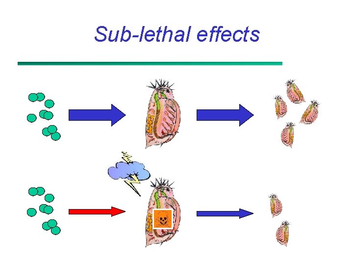 Sub-lethal effects 