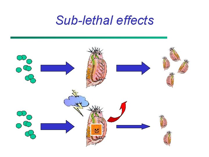 Sub-lethal effects 