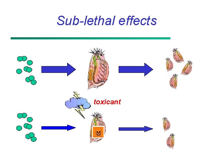 Sub-lethal effects toxicant 