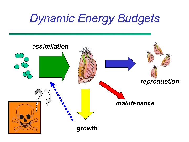 Dynamic Energy Budgets assimilation reproduction maintenance growth 