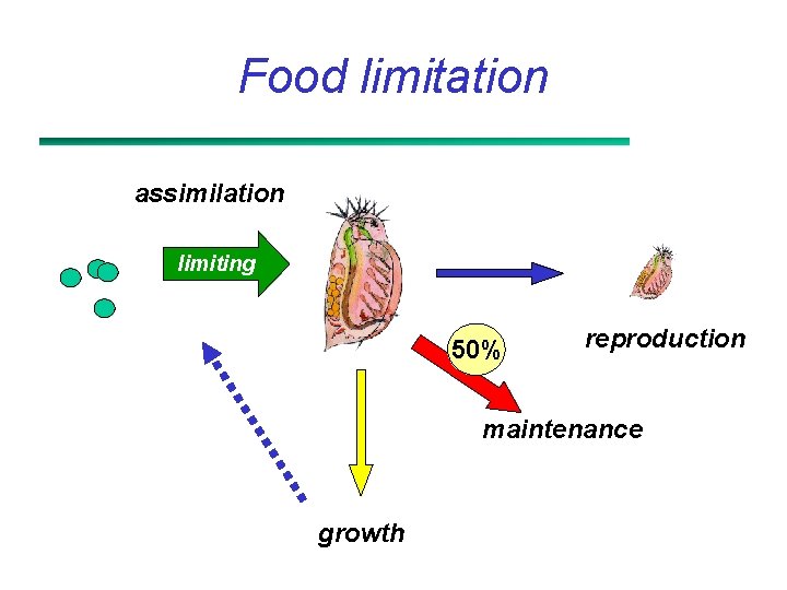 Food limitation assimilation limiting 50% reproduction maintenance growth 