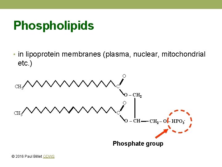 Phospholipids • in lipoprotein membranes (plasma, nuclear, mitochondrial etc. ) O CH 3 C