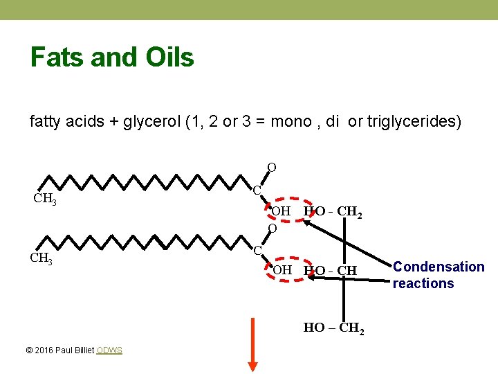 Fats and Oils fatty acids + glycerol (1, 2 or 3 = mono ,