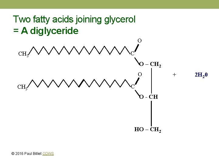 Two fatty acids joining glycerol = A diglyceride O CH 3 C O –
