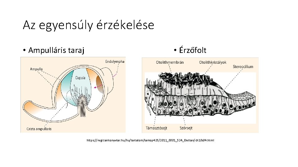 Az egyensúly érzékelése • Ampulláris taraj • Érzőfolt https: //regi. tankonyvtar. hu/hu/tartalom/tamop 425/2011_0001_524_Elettan/ch 10