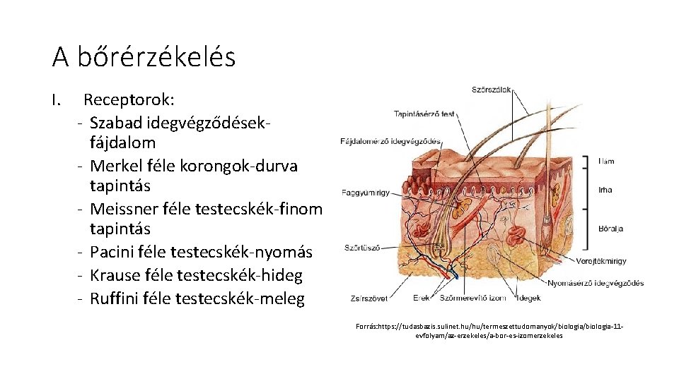 A bőrérzékelés I. Receptorok: - Szabad idegvégződésekfájdalom - Merkel féle korongok-durva tapintás - Meissner