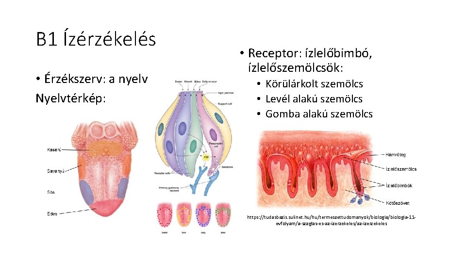 B 1 Ízérzékelés • Érzékszerv: a nyelv Nyelvtérkép: • Receptor: ízlelőbimbó, ízlelőszemölcsök: • Körülárkolt