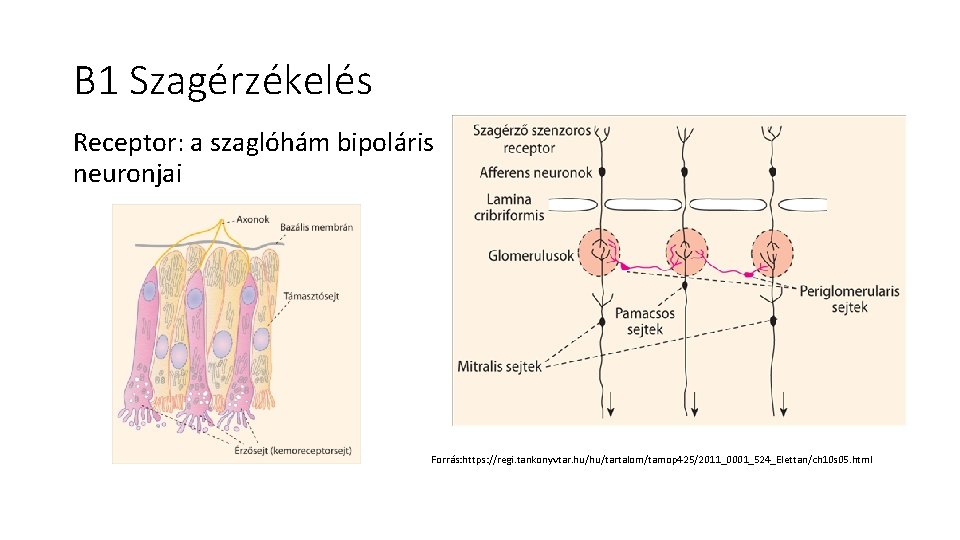 B 1 Szagérzékelés Receptor: a szaglóhám bipoláris neuronjai Forrás: https: //regi. tankonyvtar. hu/hu/tartalom/tamop 425/2011_0001_524_Elettan/ch