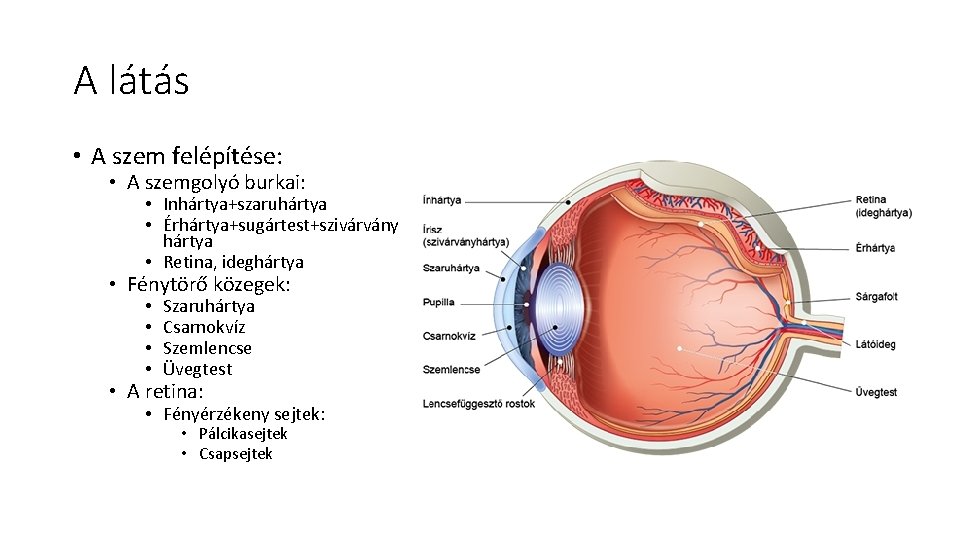 A látás • A szem felépítése: • A szemgolyó burkai: • Inhártya+szaruhártya • Érhártya+sugártest+szivárvány