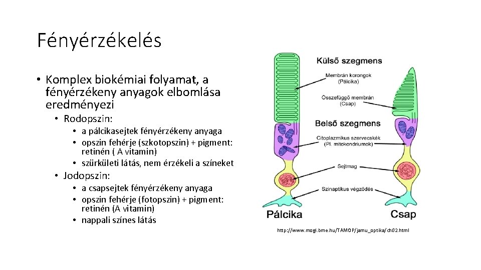 Fényérzékelés • Komplex biokémiai folyamat, a fényérzékeny anyagok elbomlása eredményezi • Rodopszin: • a