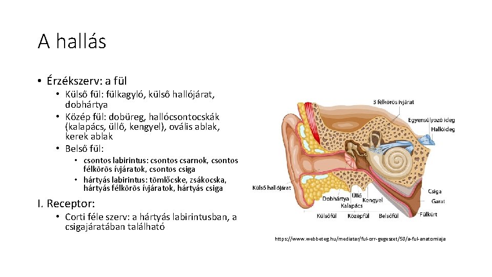 A hallás • Érzékszerv: a fül • Külső fül: fülkagyló, külső hallójárat, dobhártya •