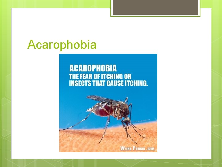 Acarophobia 