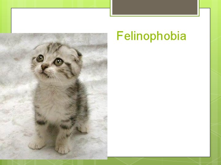 Felinophobia 