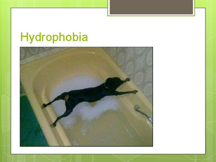 Hydrophobia 