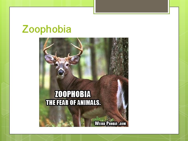 Zoophobia 