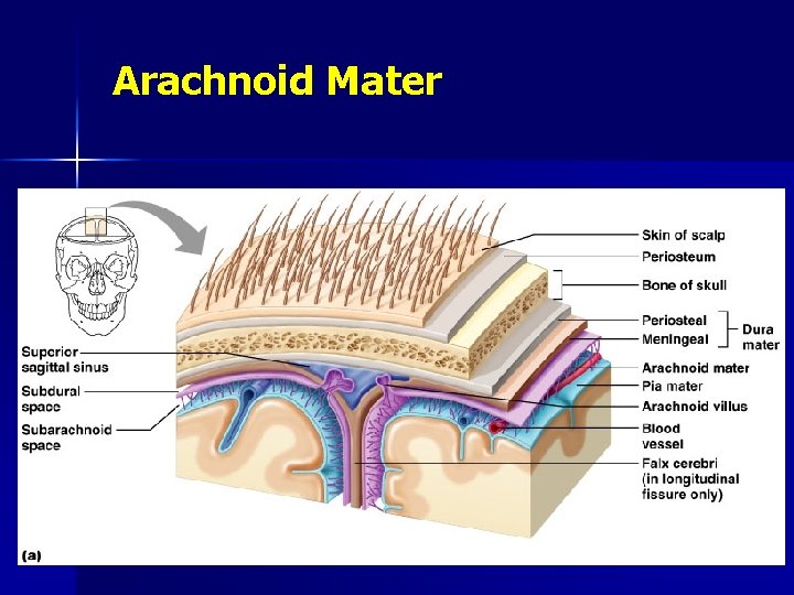 Arachnoid Mater 