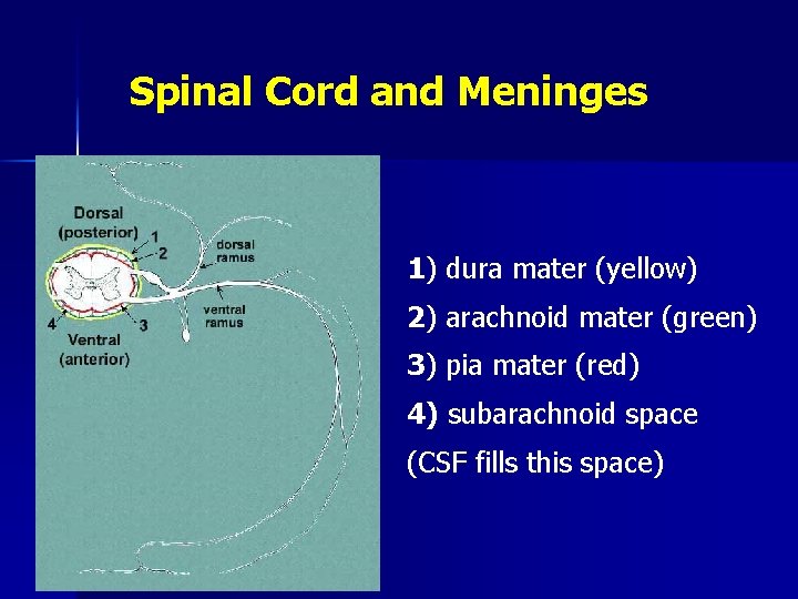 Spinal Cord and Meninges 1) dura mater (yellow) 2) arachnoid mater (green) 3) pia
