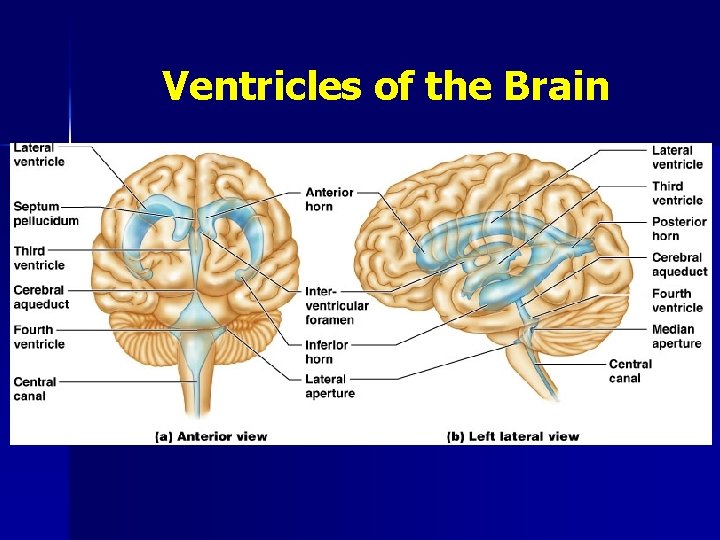 Ventricles of the Brain 