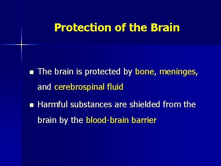 Protection of the Brain n The brain is protected by bone, meninges, and cerebrospinal