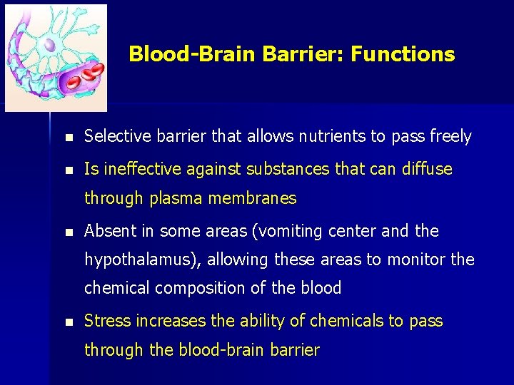 Blood-Brain Barrier: Functions n Selective barrier that allows nutrients to pass freely n Is