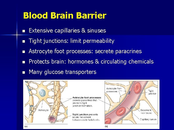 Blood Brain Barrier n Extensive capillaries & sinuses n Tight junctions: limit permeability n