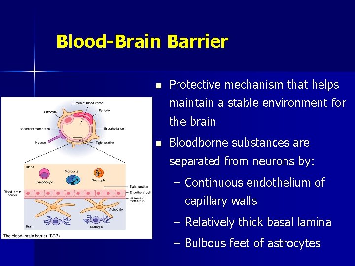 Blood-Brain Barrier n Protective mechanism that helps maintain a stable environment for the brain
