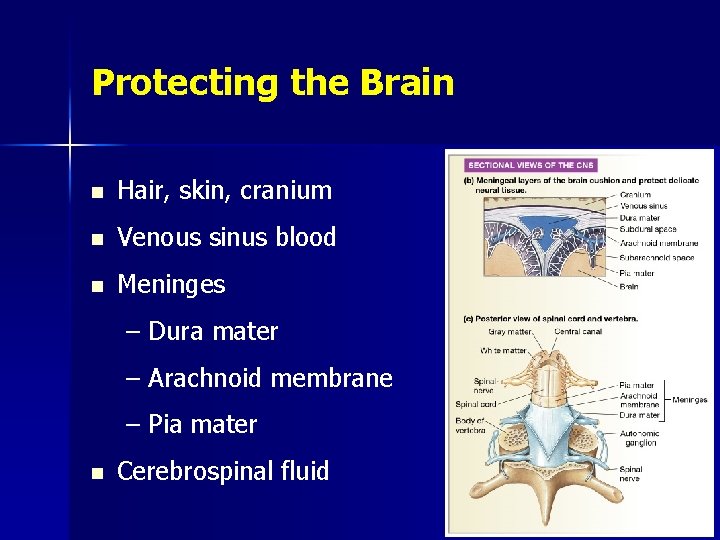 Protecting the Brain n Hair, skin, cranium n Venous sinus blood n Meninges –