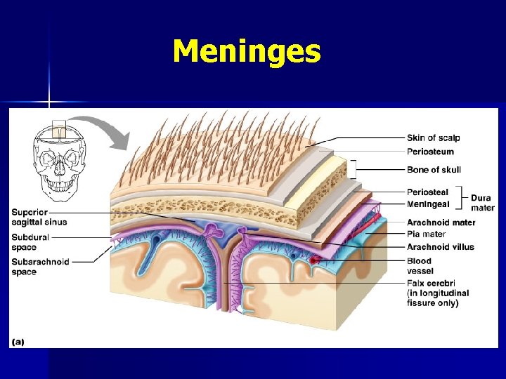 Meninges 