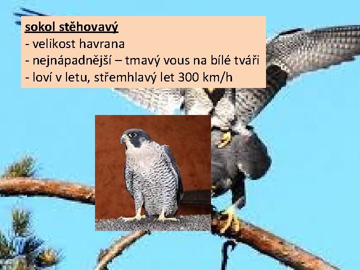 sokol stěhovavý - velikost havrana - nejnápadnější – tmavý vous na bílé tváři -