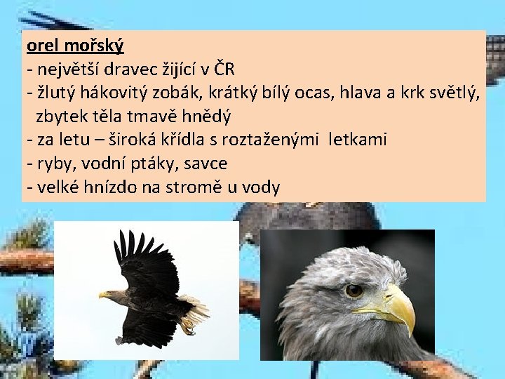 orel mořský - největší dravec žijící v ČR - žlutý hákovitý zobák, krátký bílý