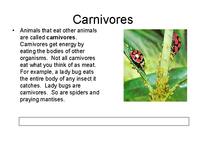 Carnivores • Animals that eat other animals are called carnivores. Carnivores get energy by