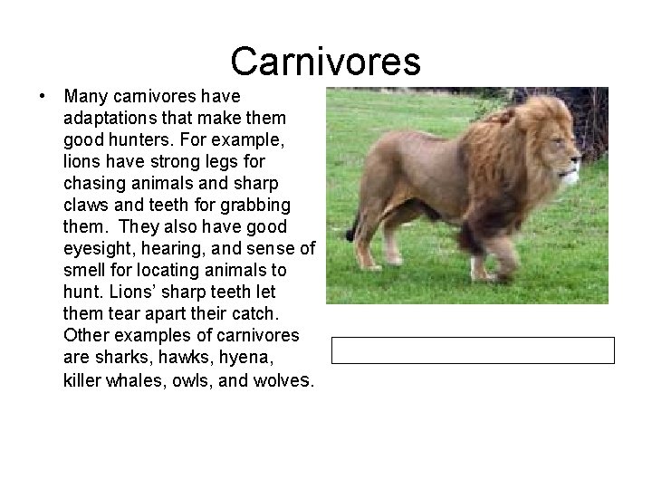 Carnivores • Many carnivores have adaptations that make them good hunters. For example, lions