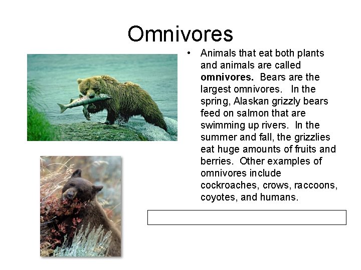 Omnivores • Animals that eat both plants and animals are called omnivores. Bears are