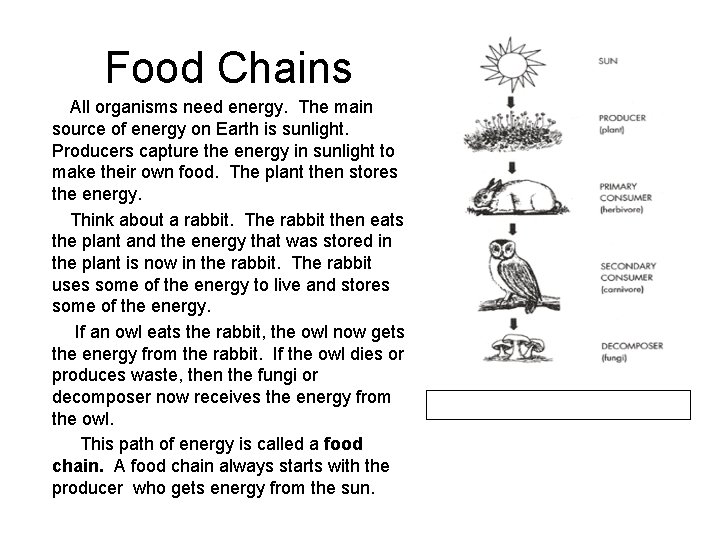 Food Chains All organisms need energy. The main source of energy on Earth is