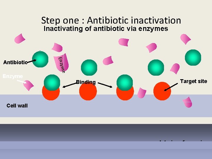 Step one : Antibiotic inactivation Inactivating of antibiotic via enzymes Enzyme e Enzym Antibiotic