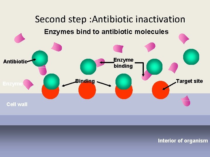 Second step : Antibiotic inactivation Enzymes bind to antibiotic molecules Enzyme binding Antibiotic Enzyme