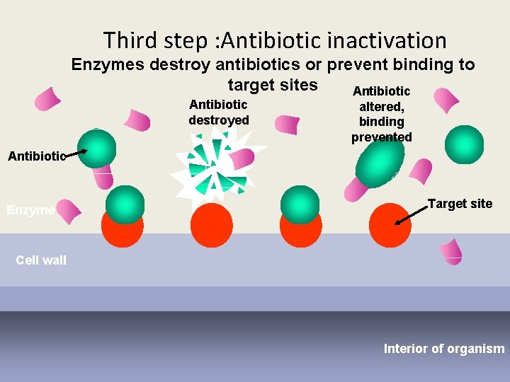 Third step : Antibiotic inactivation Enzymes destroy antibiotics or prevent binding to target sites