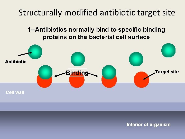 Structurally modified antibiotic target site 1 --Antibiotics normally bind to specific binding proteins on
