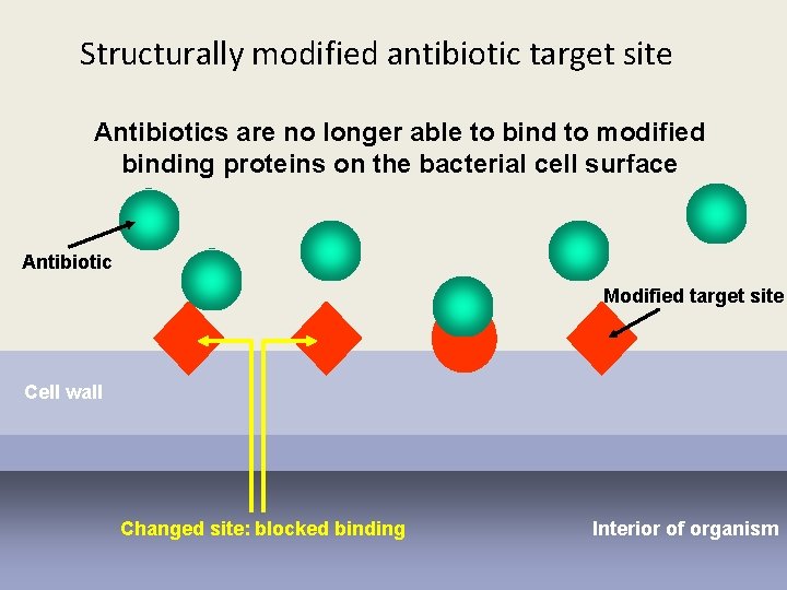 Structurally modified antibiotic target site Antibiotics are no longer able to bind to modified