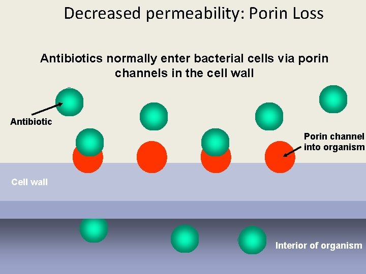 Decreased permeability: Porin Loss Antibiotics normally enter bacterial cells via porin channels in the