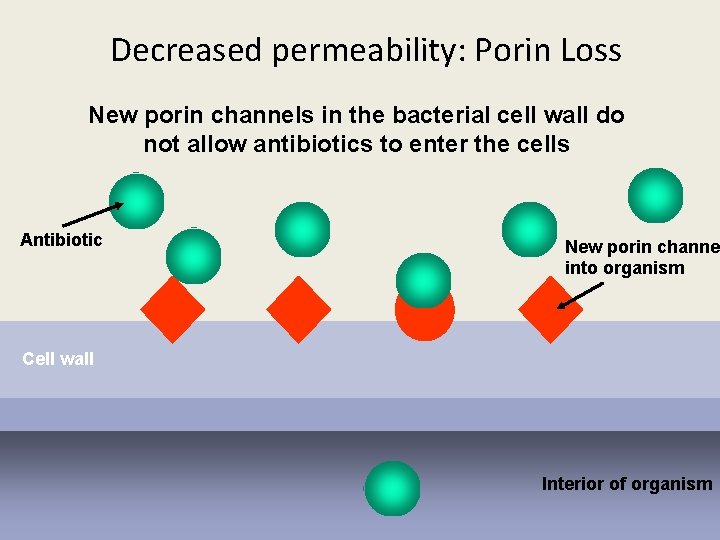 Decreased permeability: Porin Loss New porin channels in the bacterial cell wall do not