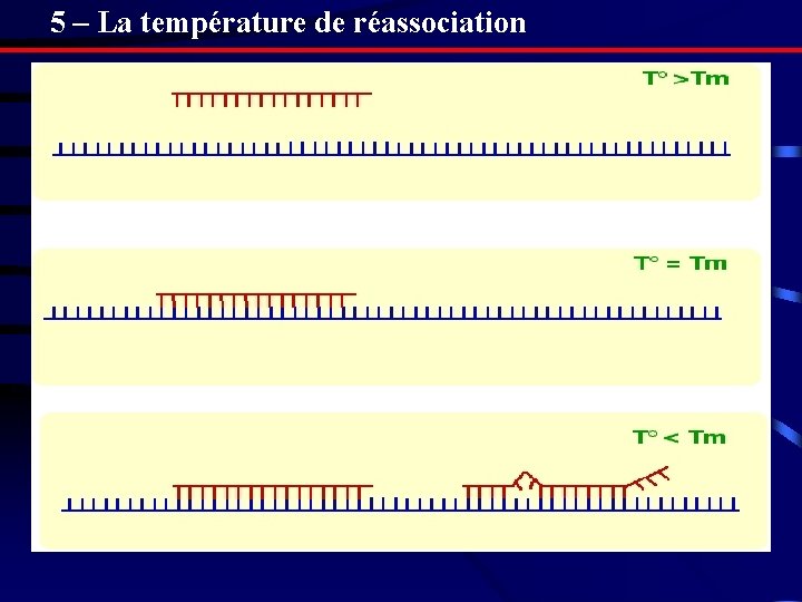5 – La température de réassociation 