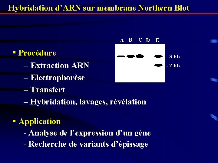 Hybridation d’ARN sur membrane Northern Blot AA B CC D ▪ Procédure – Extraction