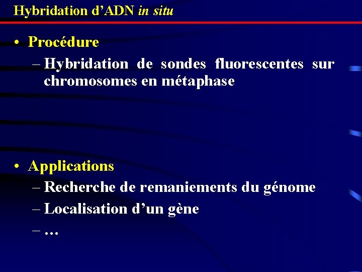 Hybridation d’ADN in situ • Procédure – Hybridation de sondes fluorescentes sur chromosomes en