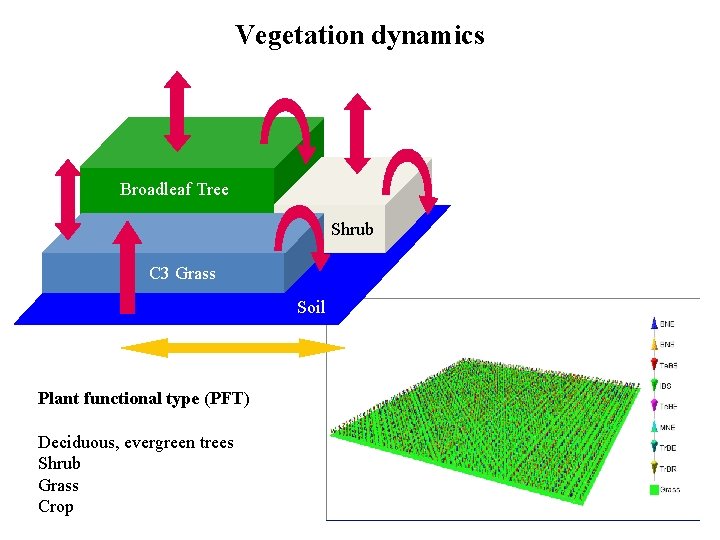Vegetation dynamics Broadleaf Tree Shrub C 3 Grass Soil Competition (10 days) Plant functional