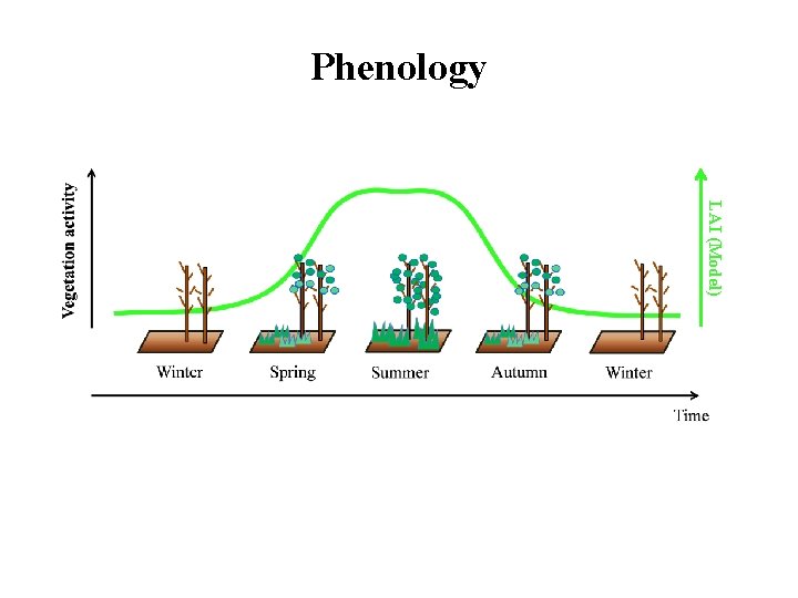 Phenology LAI (Model) 